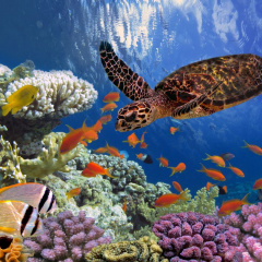 Top 7 động vật biển đứng trước nguy cơ tuyệt chủng